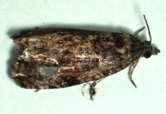 Gymnandrosoma punctidiscanum
