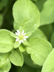 Stellaria media