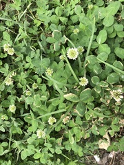 Trifolium repens