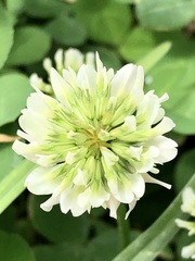 Trifolium repens