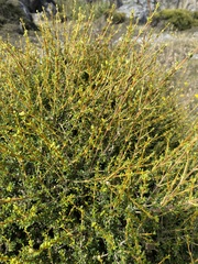Olearia solandri