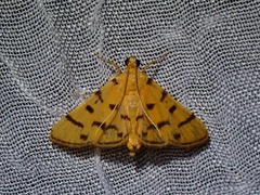 Xanthomelaena