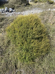 Olearia solandri