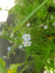 Myosotis sylvatica