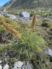 Aciphylla squarrosa