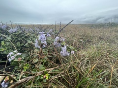 Ceanothus maritimus