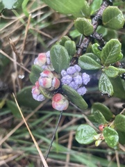 Ceanothus maritimus