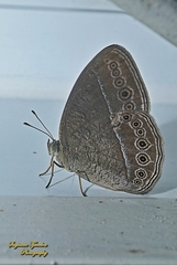 Mycalesis janardana