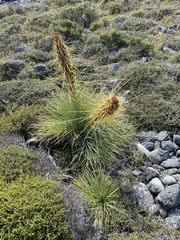 Aciphylla squarrosa