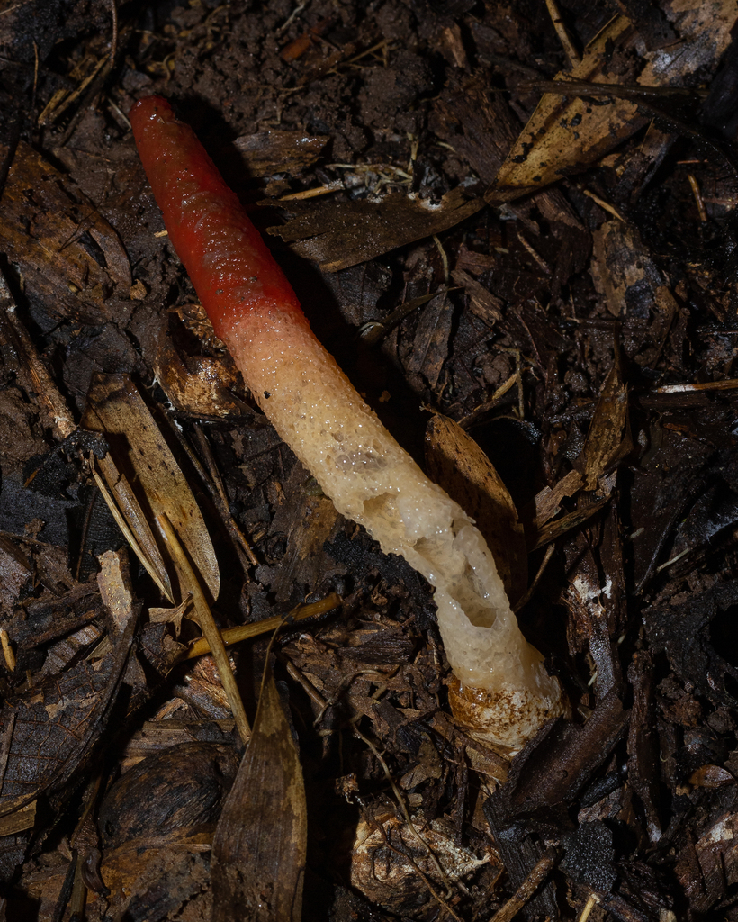 Mutinus