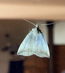 Simplicia armatalis