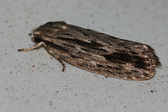 Agriophara confertella