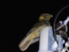 Antrostomus carolinensis