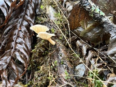 Agaricales