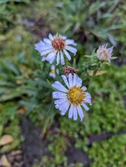 Symphyotrichum chilense