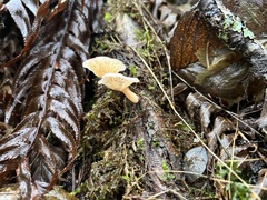 Agaricales