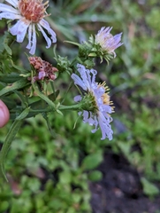 Symphyotrichum chilense