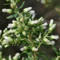 Baccharis dracunculifolia