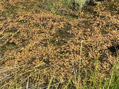 Potamogeton cheesemanii