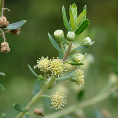 Baccharis dracunculifolia