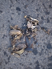 Melanochelys trijuga