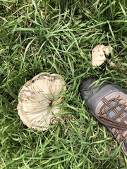 Chlorophyllum molybdites