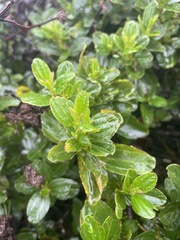 Ceanothus thyrsiflorus