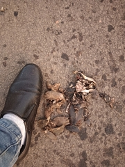 Melanochelys trijuga