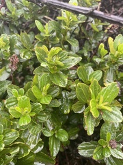 Ceanothus thyrsiflorus