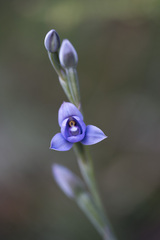Thelymitra nervosa