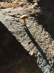 Gymnopilus ferruginosus
