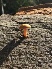 Gymnopilus ferruginosus