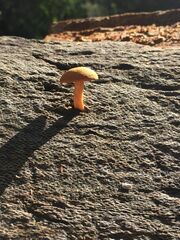 Gymnopilus ferruginosus