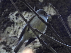 Empidonax hammondii