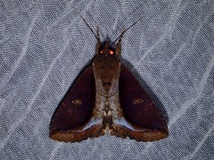 Ercheia cyllaria