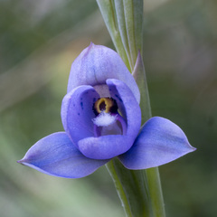 Thelymitra nervosa