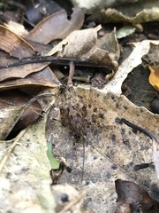 Pleioplectron simplex