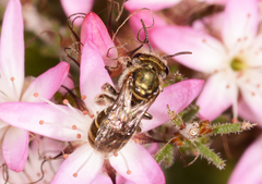 Lipotriches flavoviridis