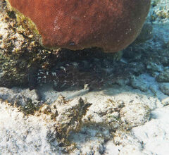 Rypticus saponaceus
