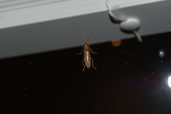 Parisopalpus nigronotatus