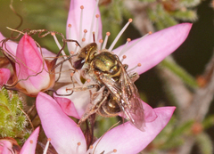 Lipotriches flavoviridis