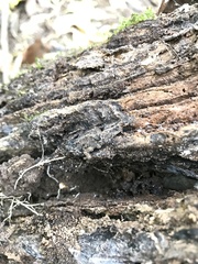 Pleioplectron simplex