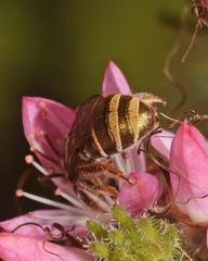 Lipotriches flavoviridis