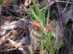 Adenanthos barbiger