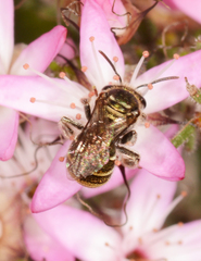 Lipotriches flavoviridis
