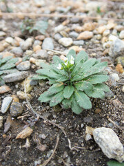Arabidopsis thaliana