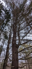 Pinus strobus