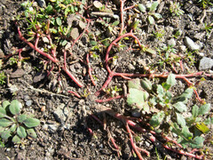 Portulaca oleracea