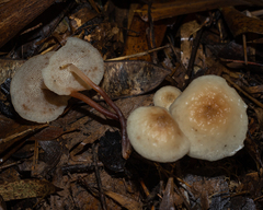 Filoboletus gracilis