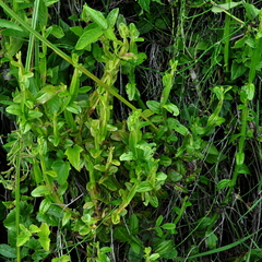 Baccharis junciformis